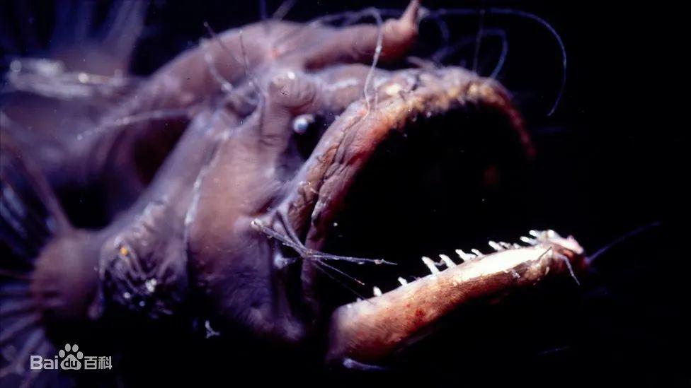 科普问答会钓鱼的蛤蟆鱼鮟鱇