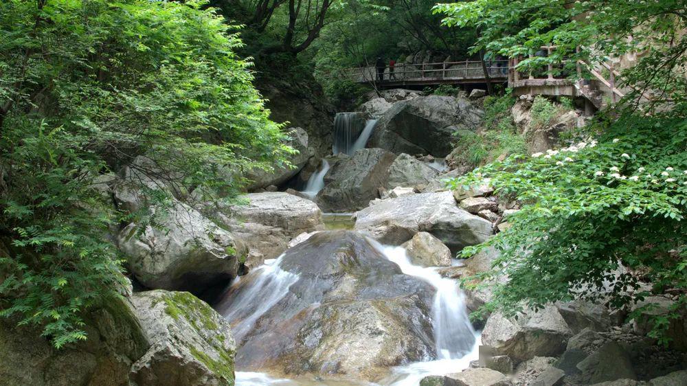 【太平峪丨紫荆花海】4月11日丨太平国家森林公园