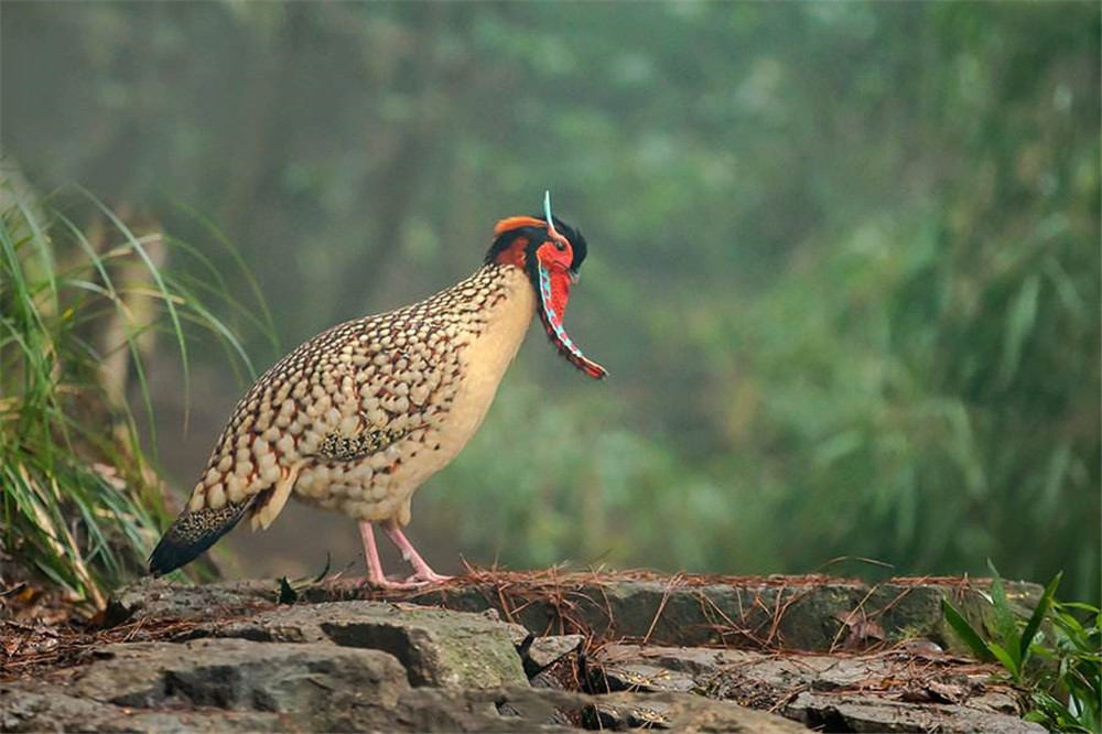 原创黄腹角雉现身浙江乌岩岭头上长角身前吊肉裙见人就把头埋草丛里