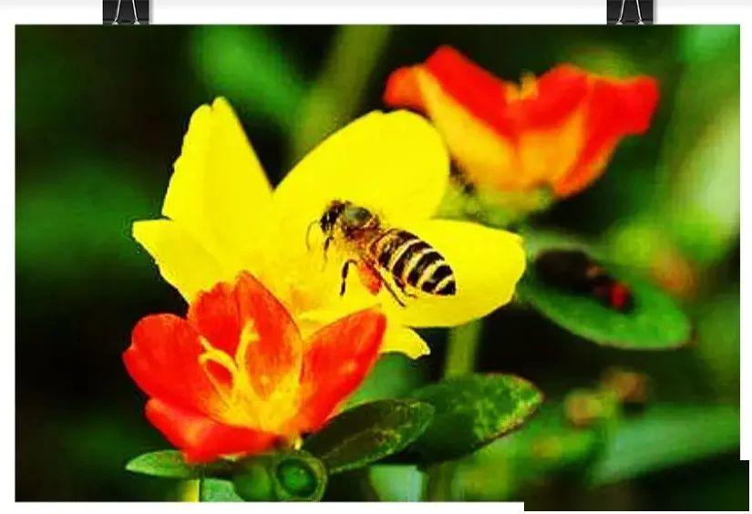 是小溪流水夹杂着破碎的冰块重新流淌啦!这是春天奏起的欢乐的乐章.