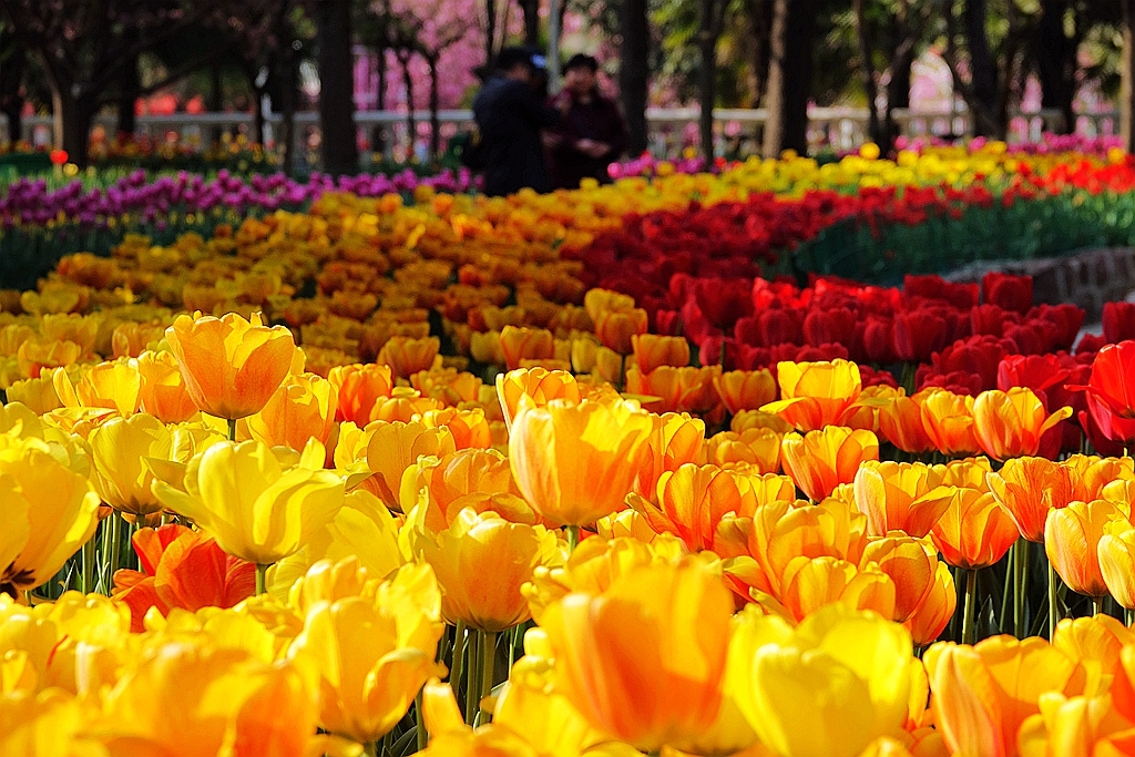 洛阳郁金香花园图片