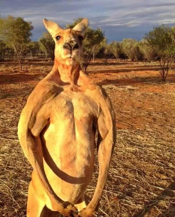 主持人问泰森你和袋鼠打拳击谁能赢泰森的回答让人信服