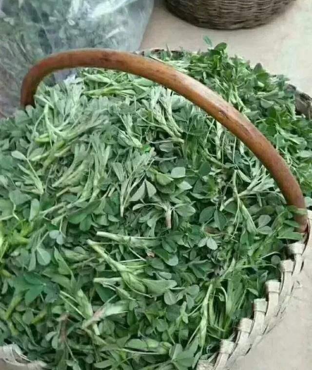 来在乡下掐苜蓿