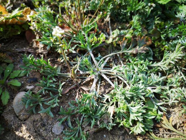 这种野草既是中药又是野菜洗干净先蒸再炒就是一道美味每天吃都不腻