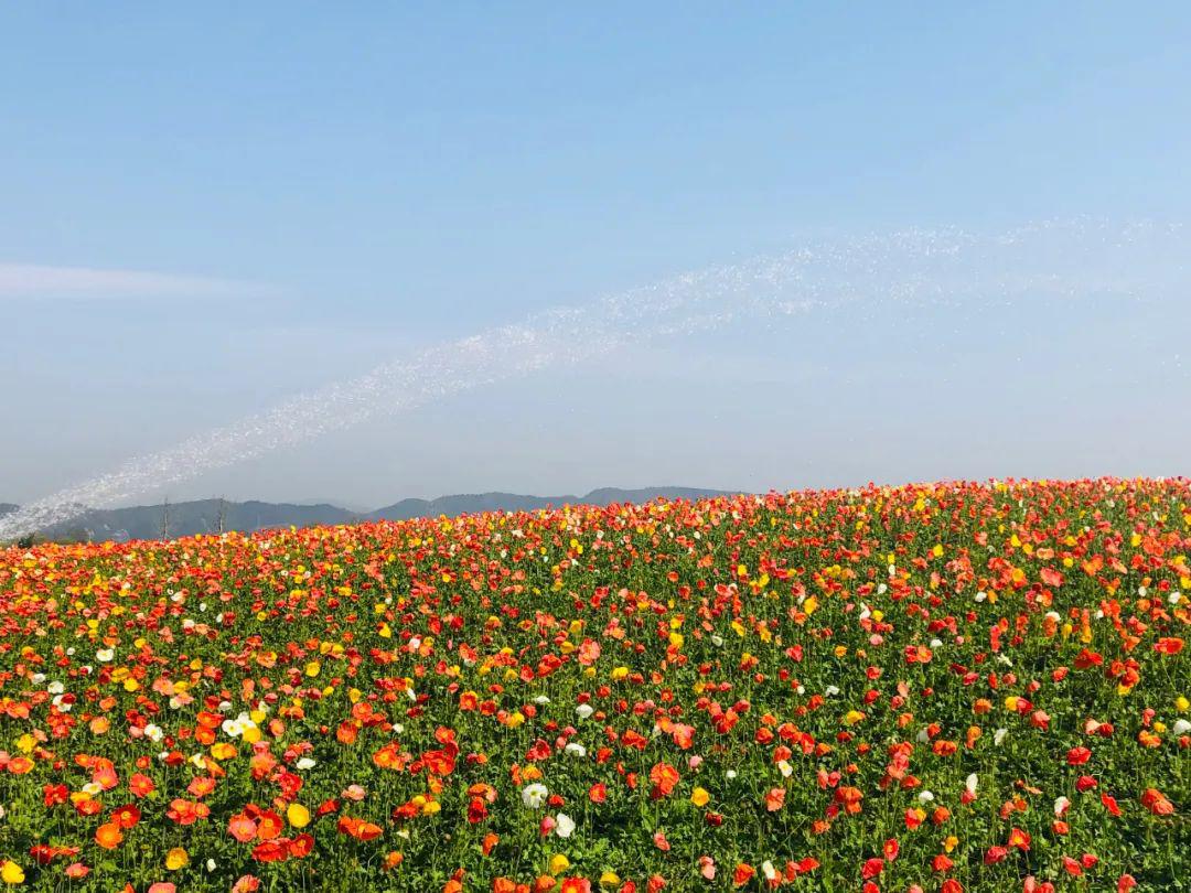 径山花海项目占地近1000亩,花海景区错落有致,依山傍水,与周边自然