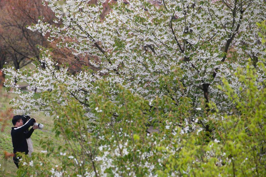 正是山櫻爛漫時清明假期一起去寧波這裡踏青賞花