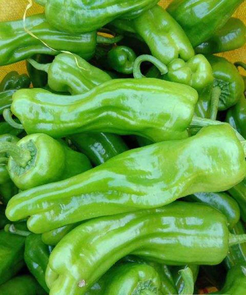 薄皮之王芜湖椒皱皮椒薄皮椒辣椒种子