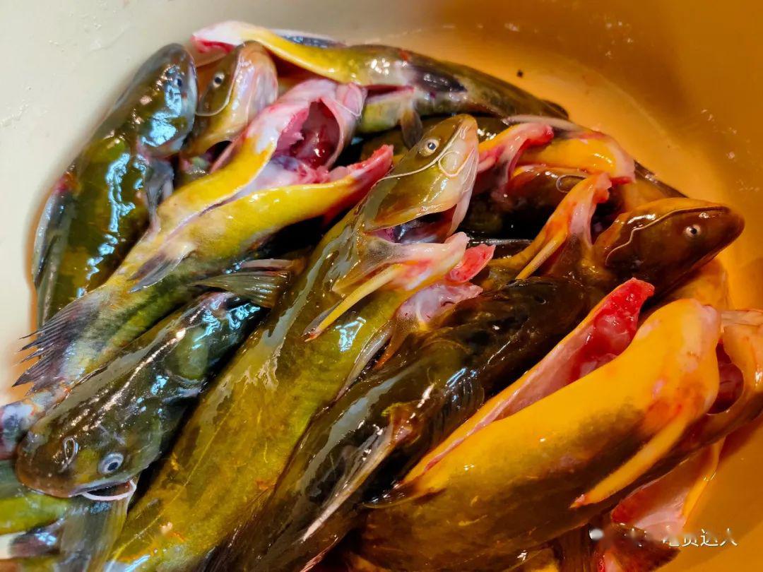 锅底品种很多:昂刺鱼,鮰鱼,马哈鱼,大鹅,排骨,小鸡等等可供选择.