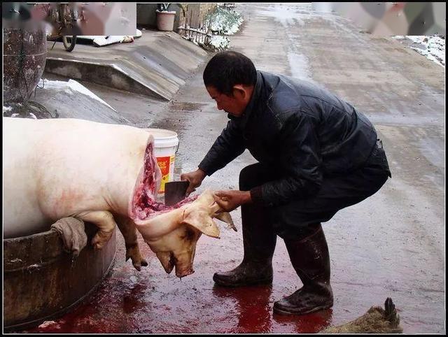 年味苗族杀年猪有不少讲究