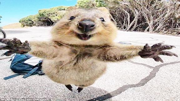 世界上最爱笑的动物短尾矮袋鼠笑起来元气满满真是萌得不行