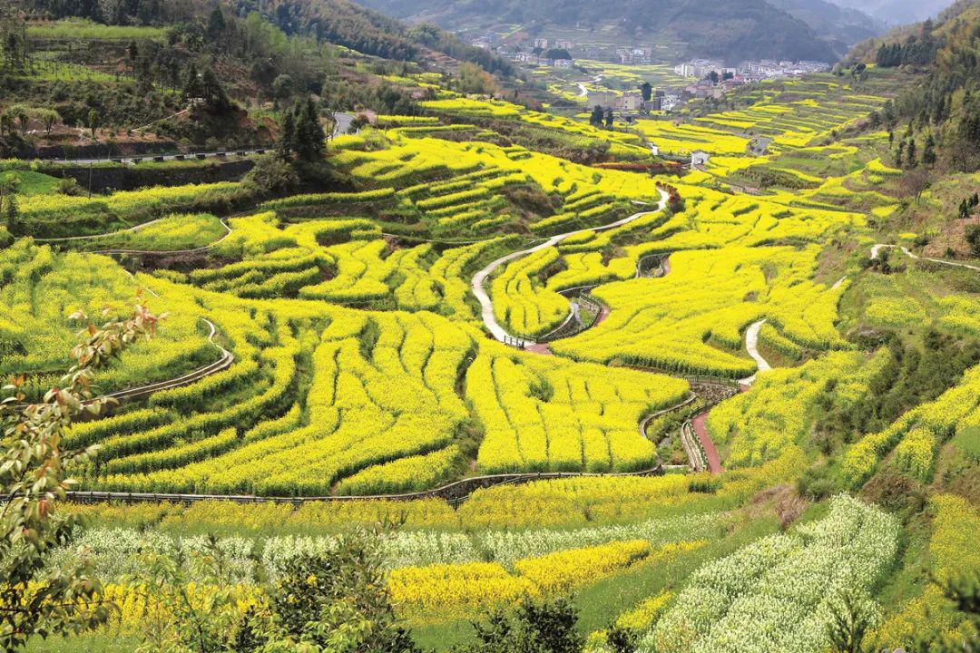 开化备了200亩油菜花田等你收割!认领通道已开启!