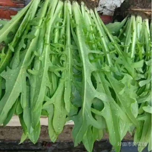 苦麦菜