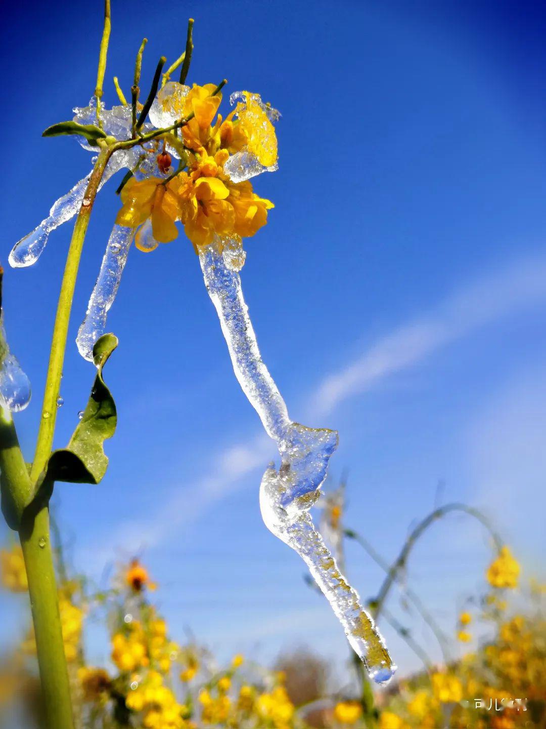摄影邀君共赏一场冰与花的邂逅绝美