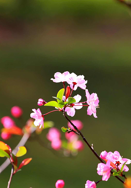 崔顺心摄影作品欣赏春赏海棠花
