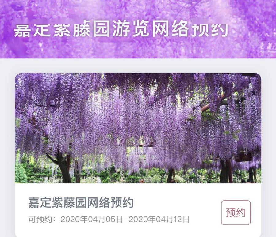 扩散嘉定紫藤园游览预约系统正式上线入园必须预约