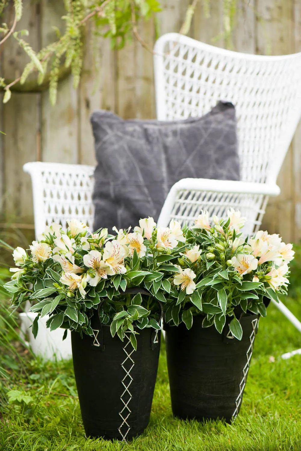 疯狂六出花_盆栽