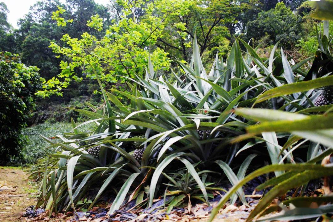 广东中山神湾菠萝