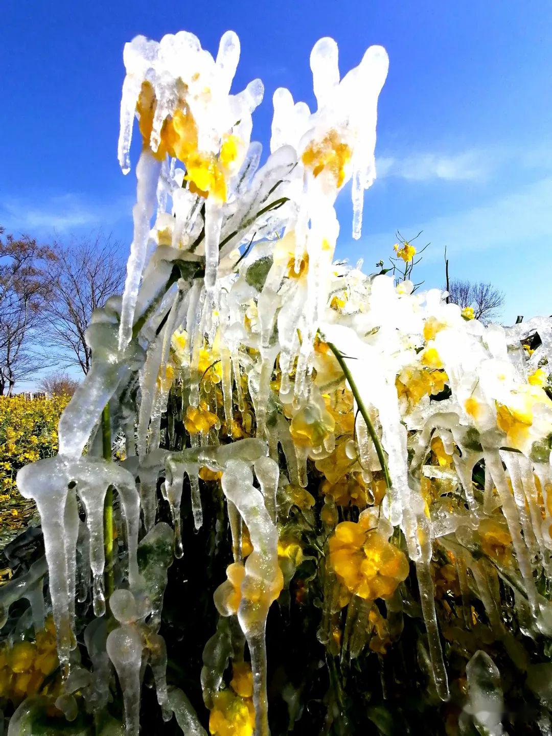 摄影邀君共赏一场冰与花的邂逅绝美