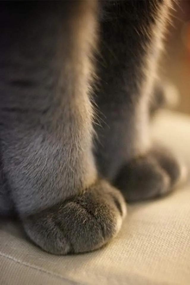 可爱的小猫图片爪子图片