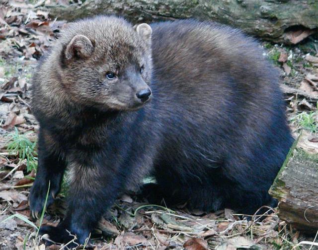 神奇渔貂,暴打猞猁!鼬科真的比猫科动物强?_加拿大