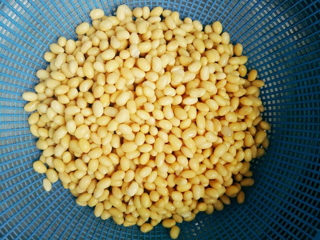 1碗黄豆1杯白醋,3步即成嫩滑豆腐,今晚泡豆明天就能吃上