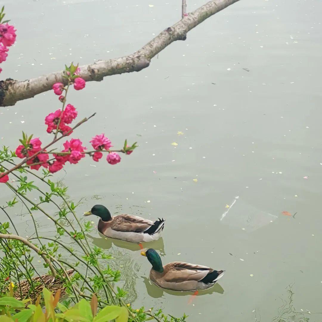 30句怦然心動的桃花詩詞邀你一起雲賞花