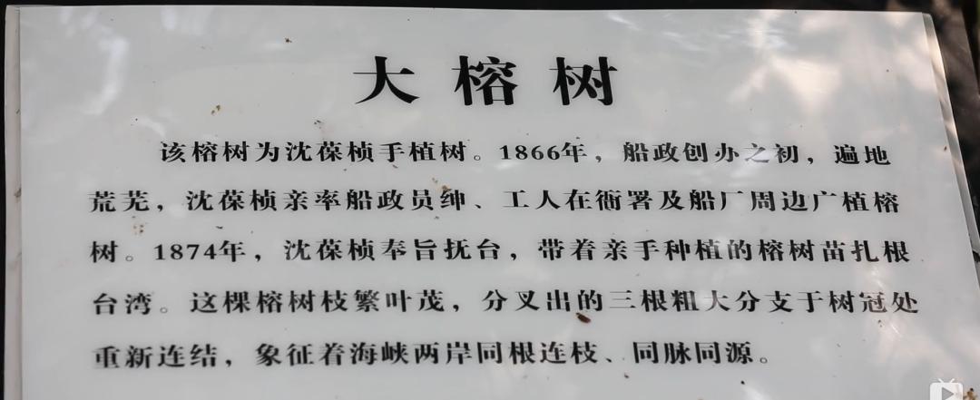 大榕树(沈公榕"大榕树"位于福州马尾造船厂内,是1866年船政学堂即将