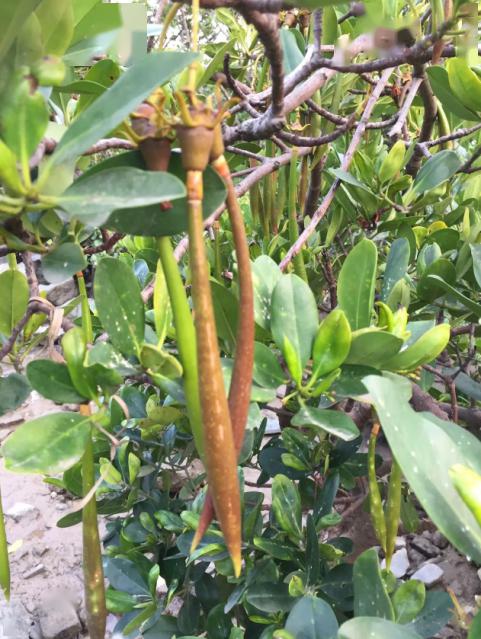 海物志胎生植物秋茄树