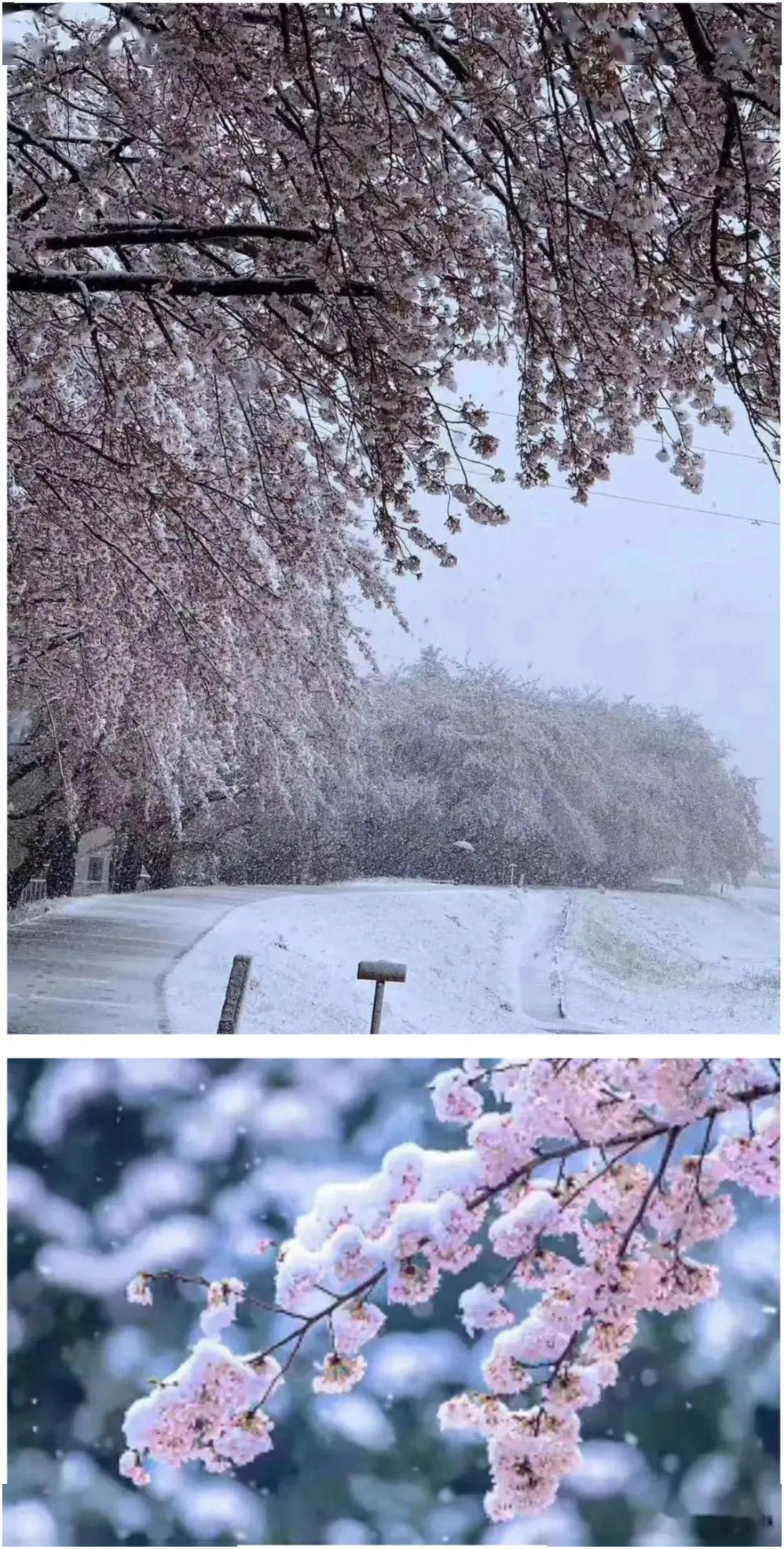 百年不遇的雪樱那是苍天在流泪
