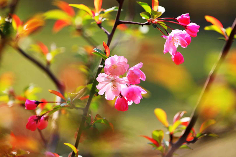 崔顺心摄影作品欣赏春赏海棠花