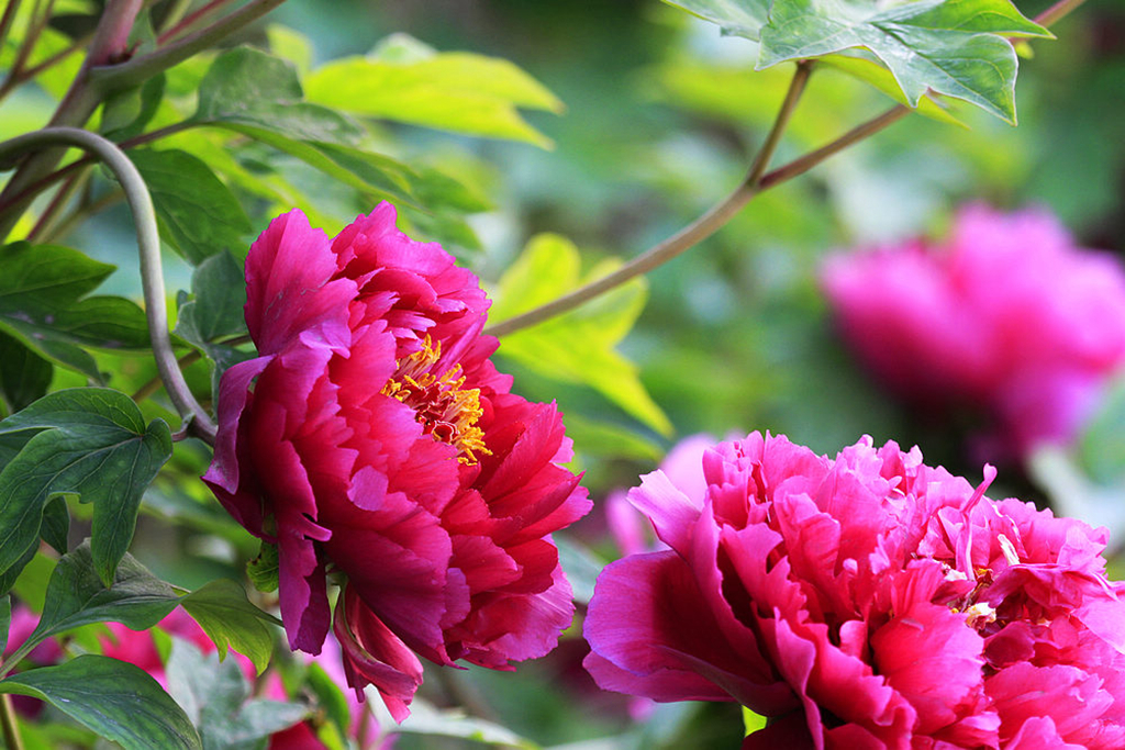 洛阳郁金香花园花期图片