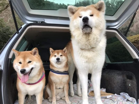 3歲秋田犬