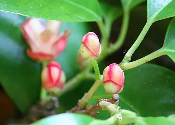 布福娜种植详细步骤分解