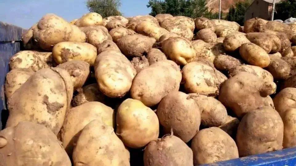 决战决胜脱贫攻坚临洮马铃薯良种繁育推广助农增收