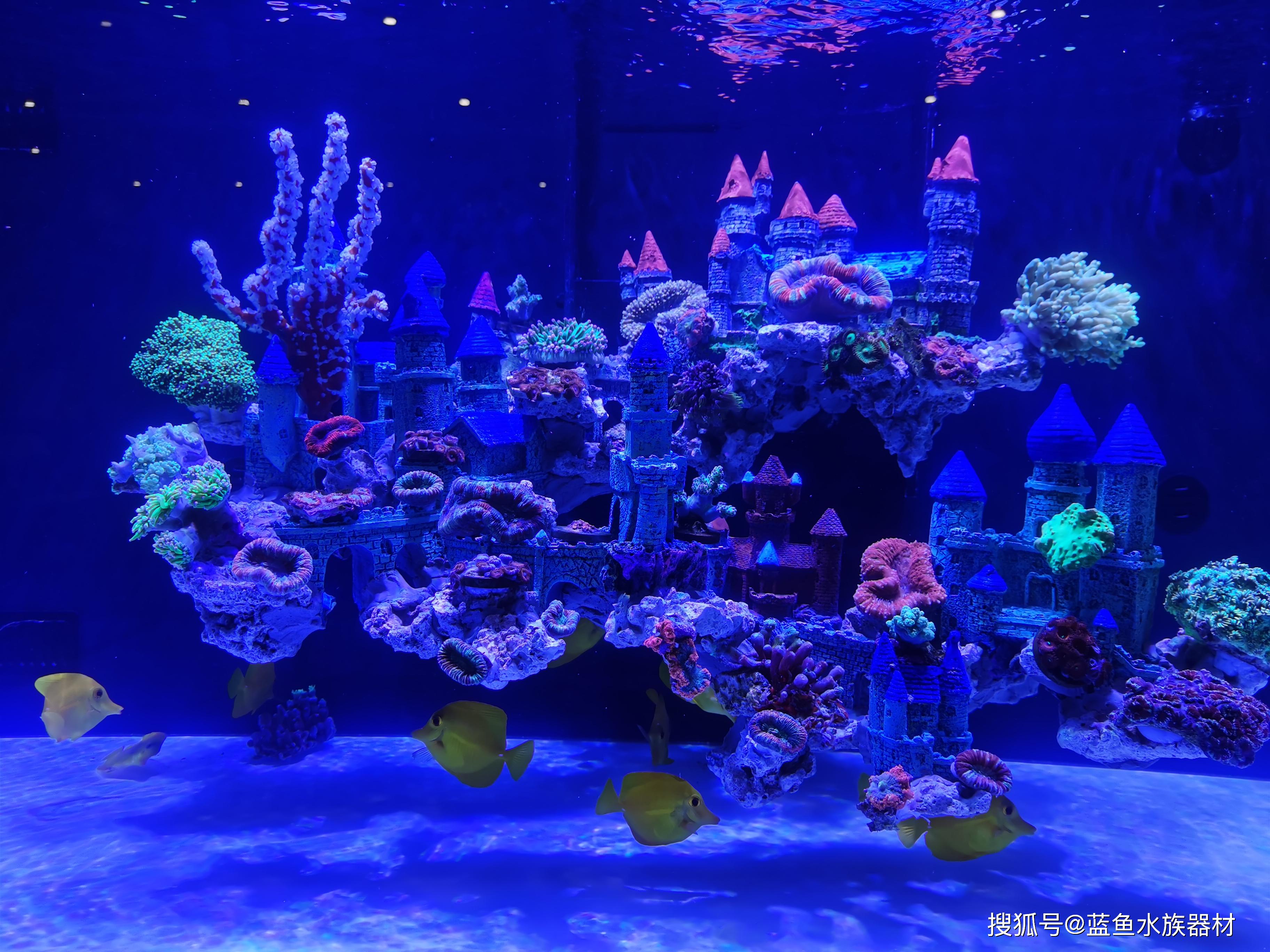 大型水族展上的珊瑚海水鱼缸养殖要点