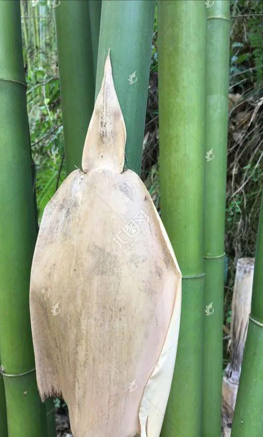 我们的节日61清明节唐文明竹壳映初心