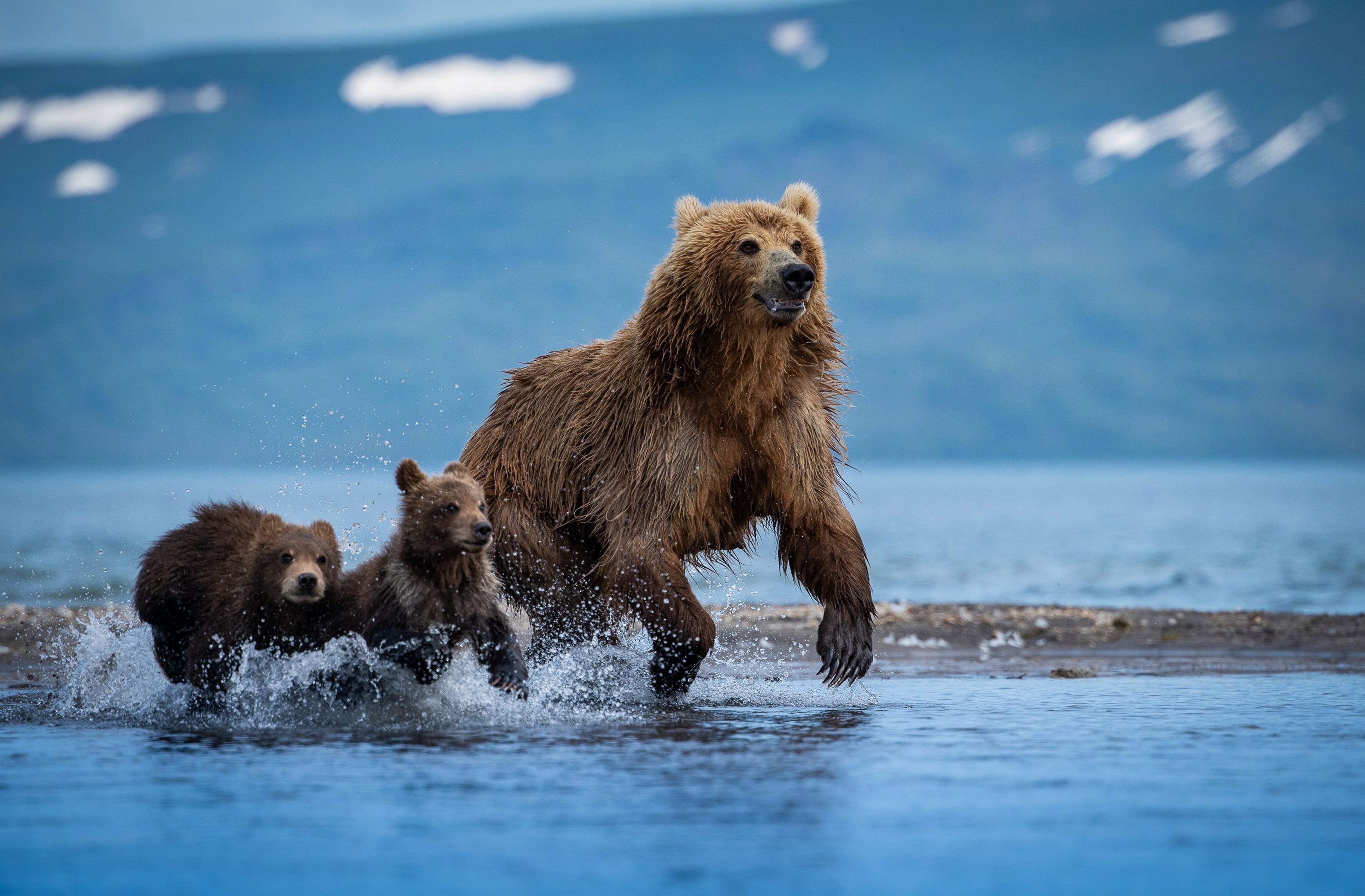 有爱!摄影师拍下熊一家三口温馨互动的画面