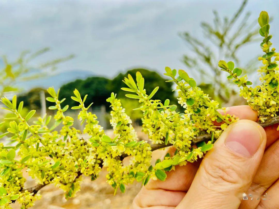 【特产】云落崩坎村:油甘花开喜迎春