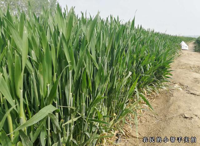 小麦孕穗期该如何管理?除了水肥和病虫害外,还要注意这2点危害