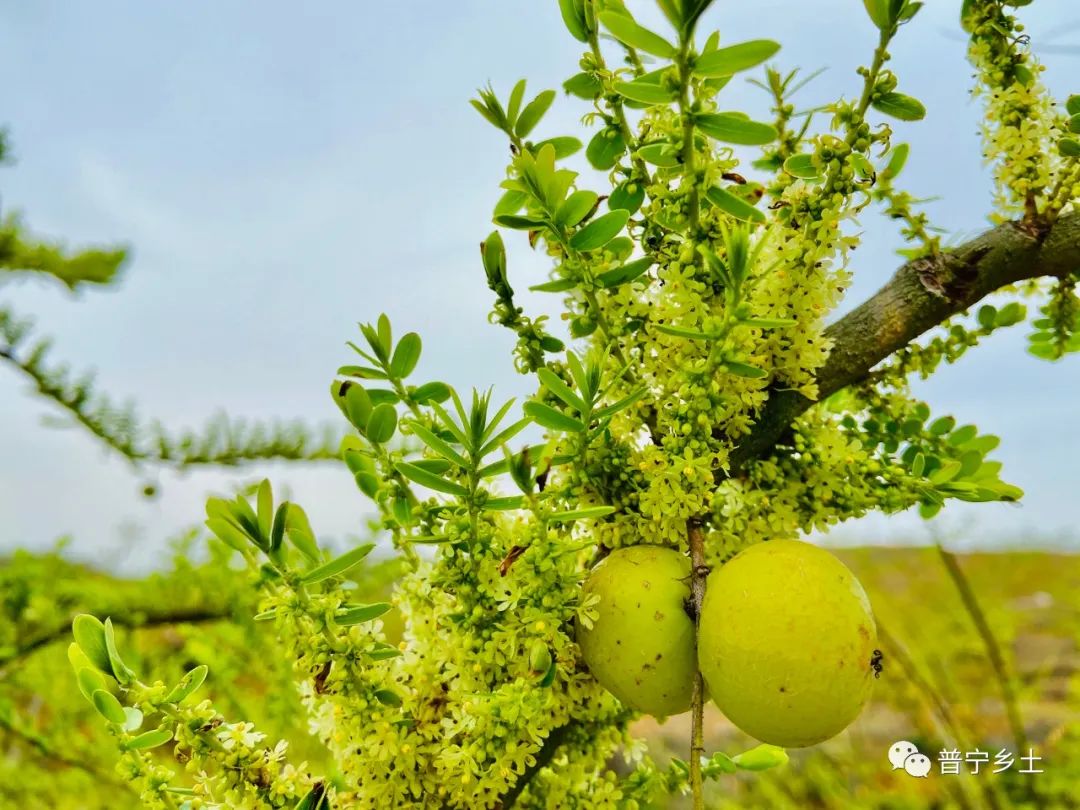 【特产】云落崩坎村:油甘花开喜迎春