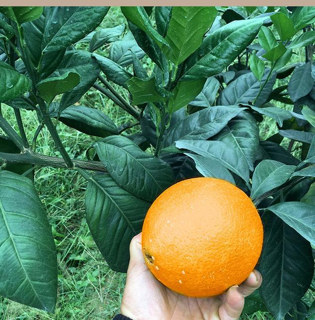 龙回红脐橙栽培轻剪控肥促花3项关键技术