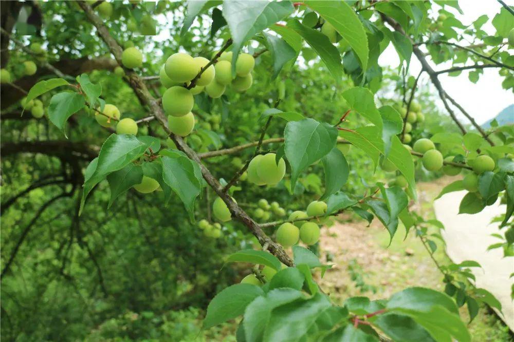 溪洋村四月漫山青梅香硕果压枝惹人馋