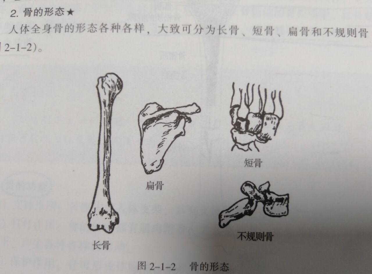 骨骺膨大,可增大骨与骨的接触面,还可分散震动力