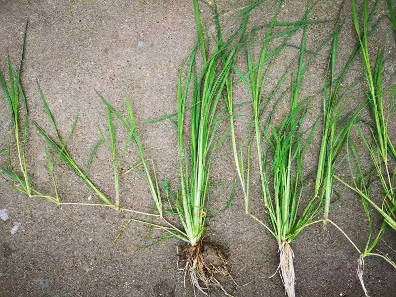 原创水稻田里有很多千金子如何防除合理选用药剂除早除小