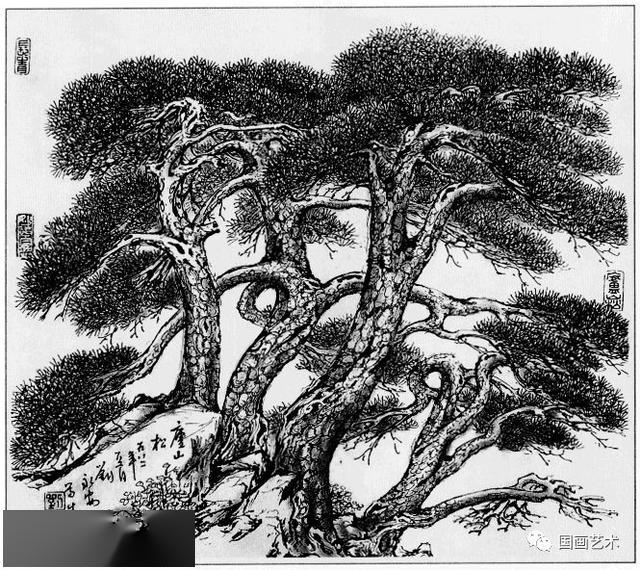 线描松树图谱选页欣赏上