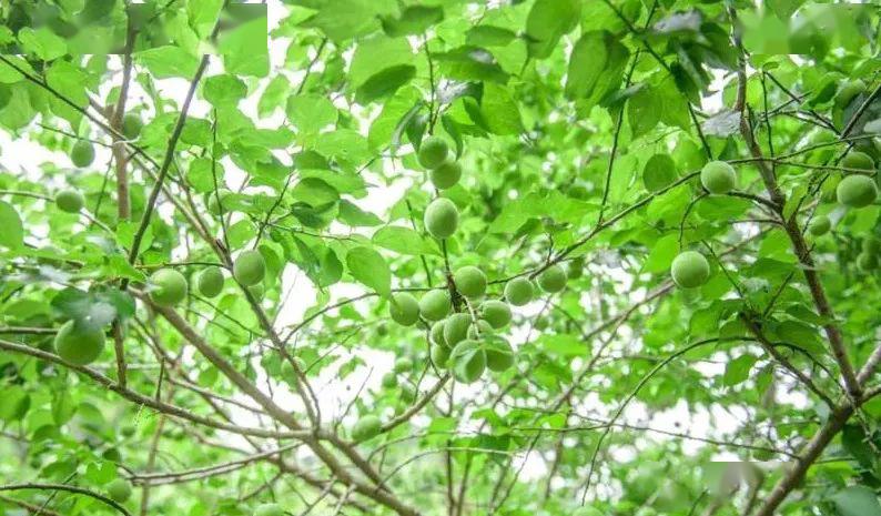 溪洋村四月漫山青梅香硕果压枝惹人馋
