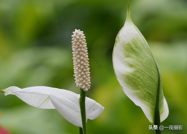 春賞百花白鶴芋花像白色的小船寓意一帆風順