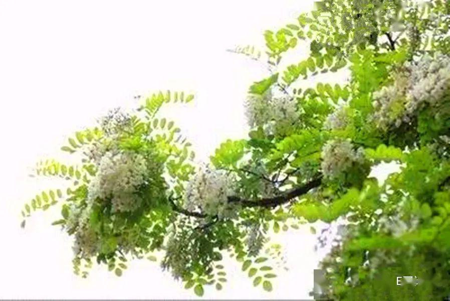 【我爱我家】父亲的追忆(外一 首)_槐树