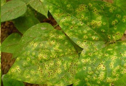 当月季发生锈病时,可以用锈可宁,代森锰锌等可杀真菌的药进行喷洒治疗