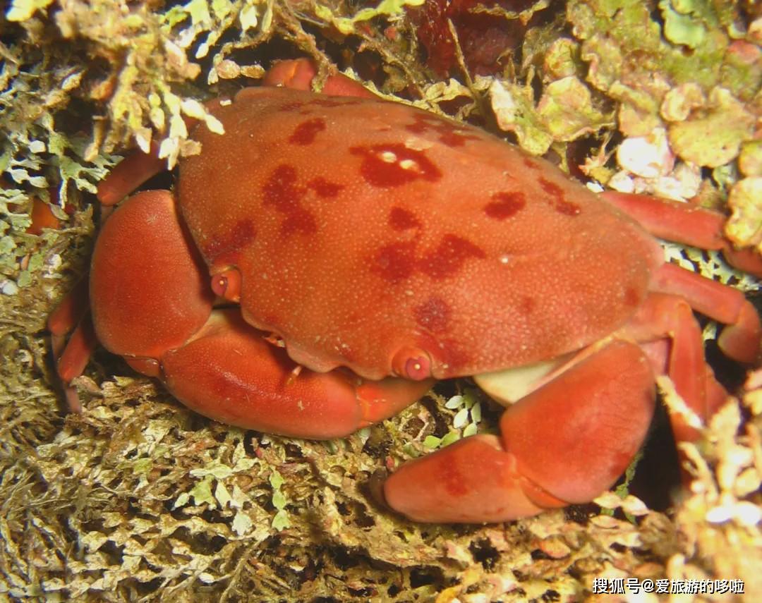 扇蟹科成员体内的毒素即使经过加热也不会消失,这些毒素可能是由与